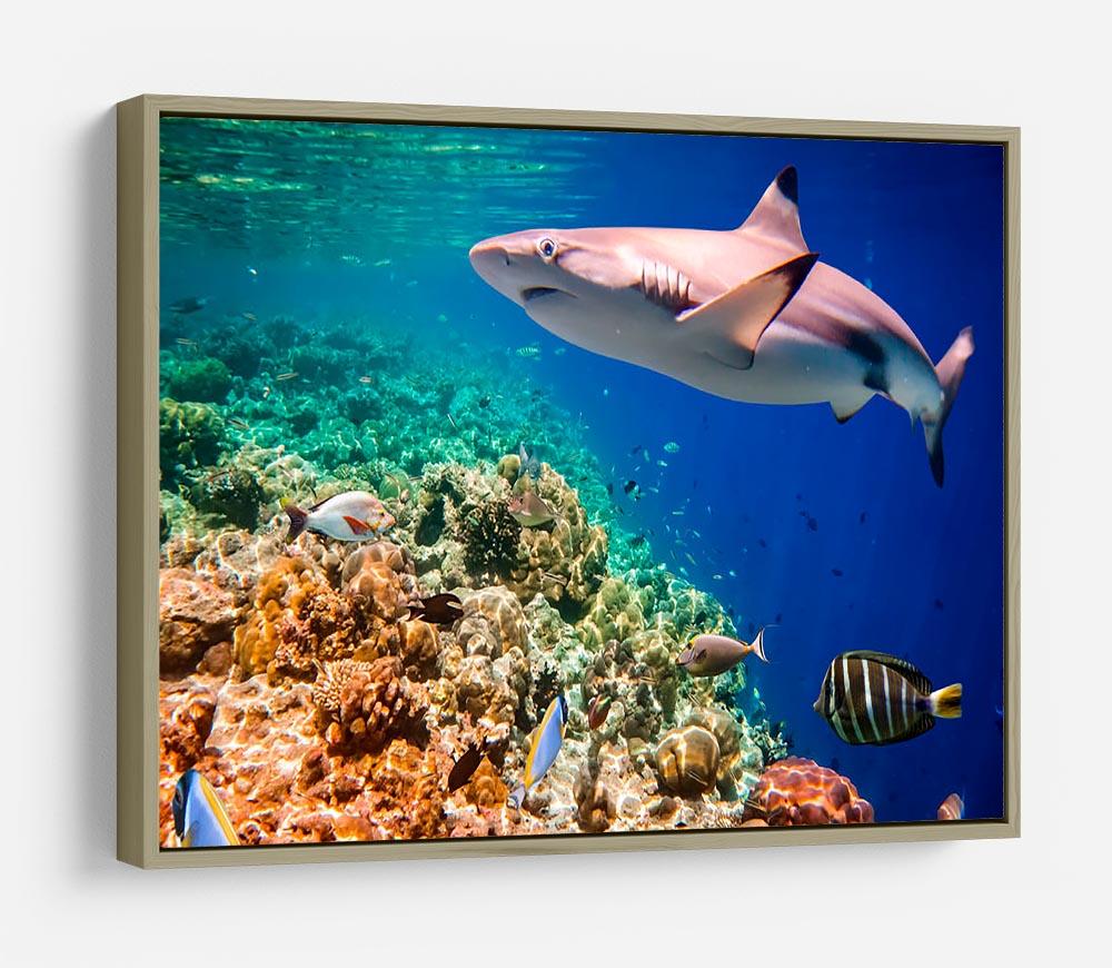 Reef with a variety of hard and soft corals and shark HD Metal Print - Canvas Art Rocks - 8