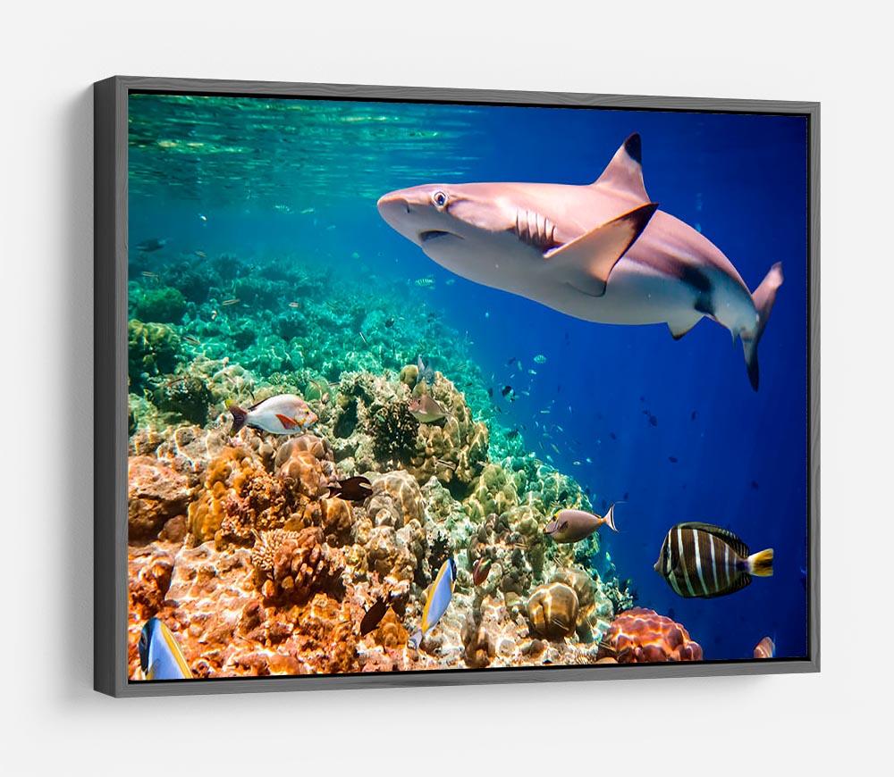 Reef with a variety of hard and soft corals and shark HD Metal Print - Canvas Art Rocks - 9