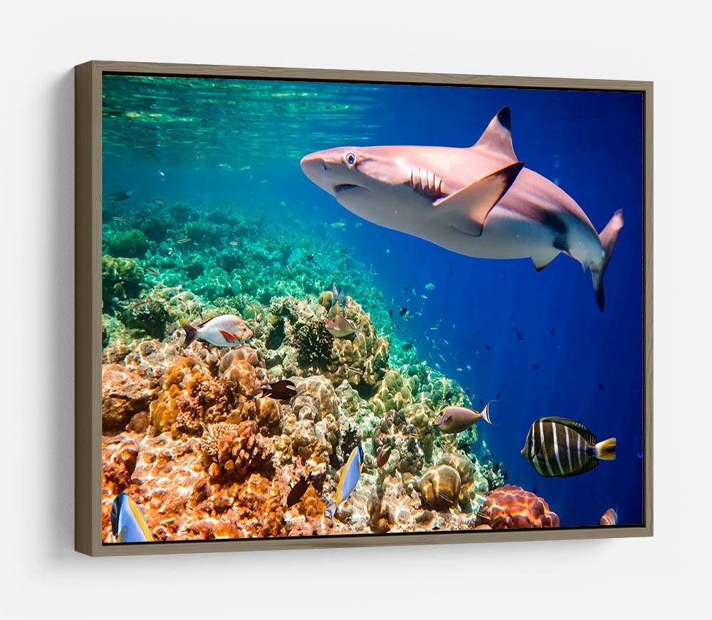 Reef with a variety of hard and soft corals and shark HD Metal Print - Canvas Art Rocks - 10