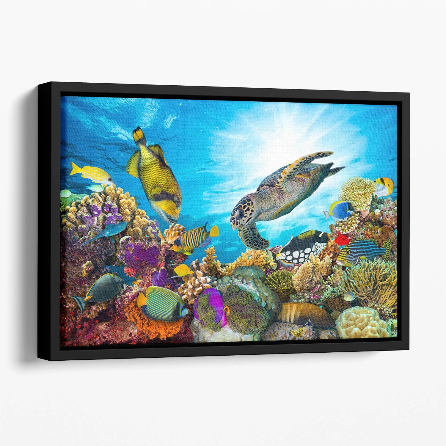 Reef with many fishes and sea turtle Floating Framed Canvas