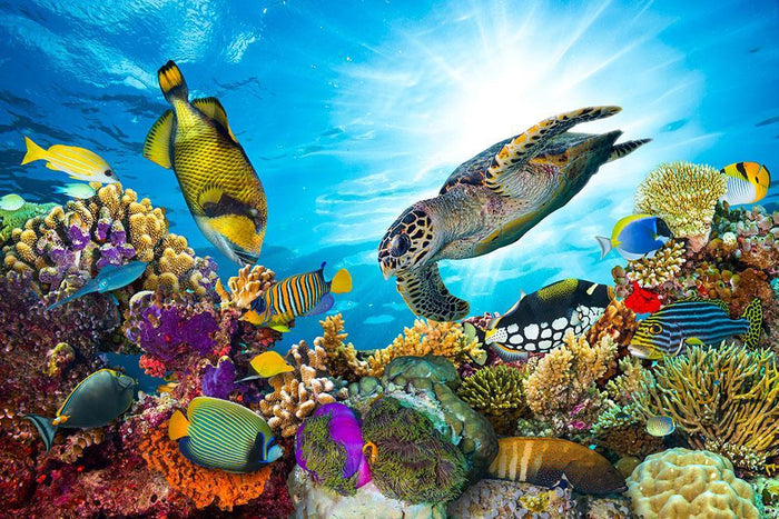 Reef with many fishes and sea turtle Wall Mural Wallpaper