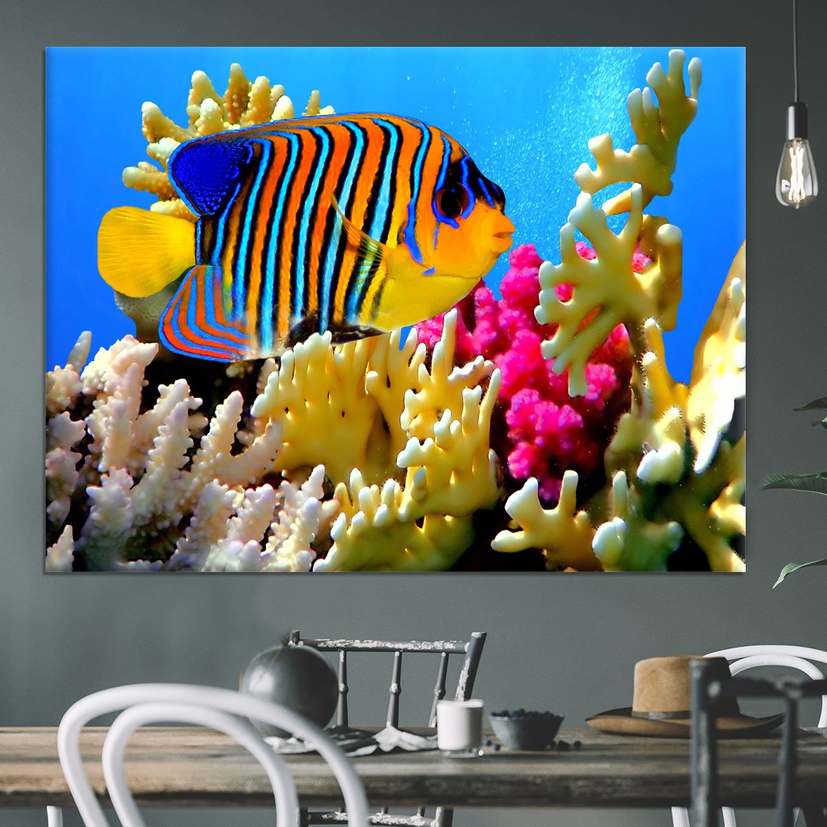 Regal angelfish Canvas Print or Poster
