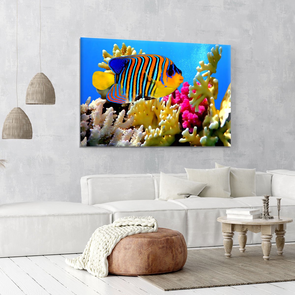 Regal angelfish Canvas Print or Poster