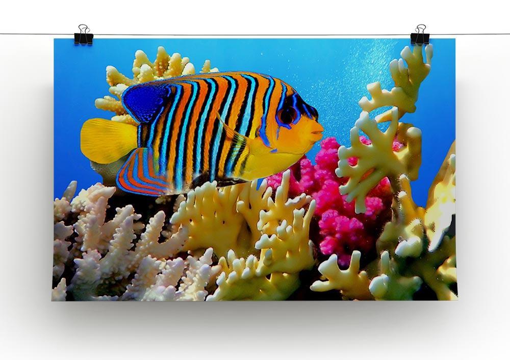 Regal angelfish Canvas Print or Poster - Canvas Art Rocks - 2
