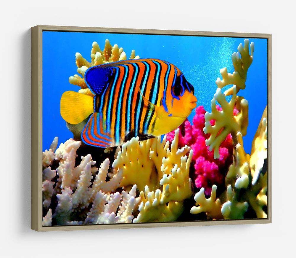 Regal angelfish HD Metal Print