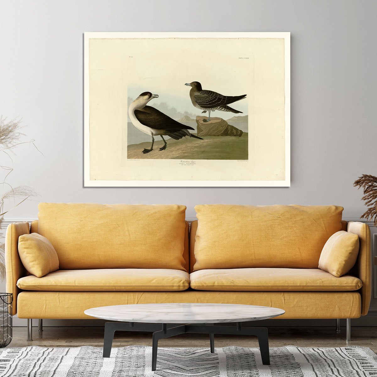 Richardsons Jager by Audubon Canvas Print or Poster