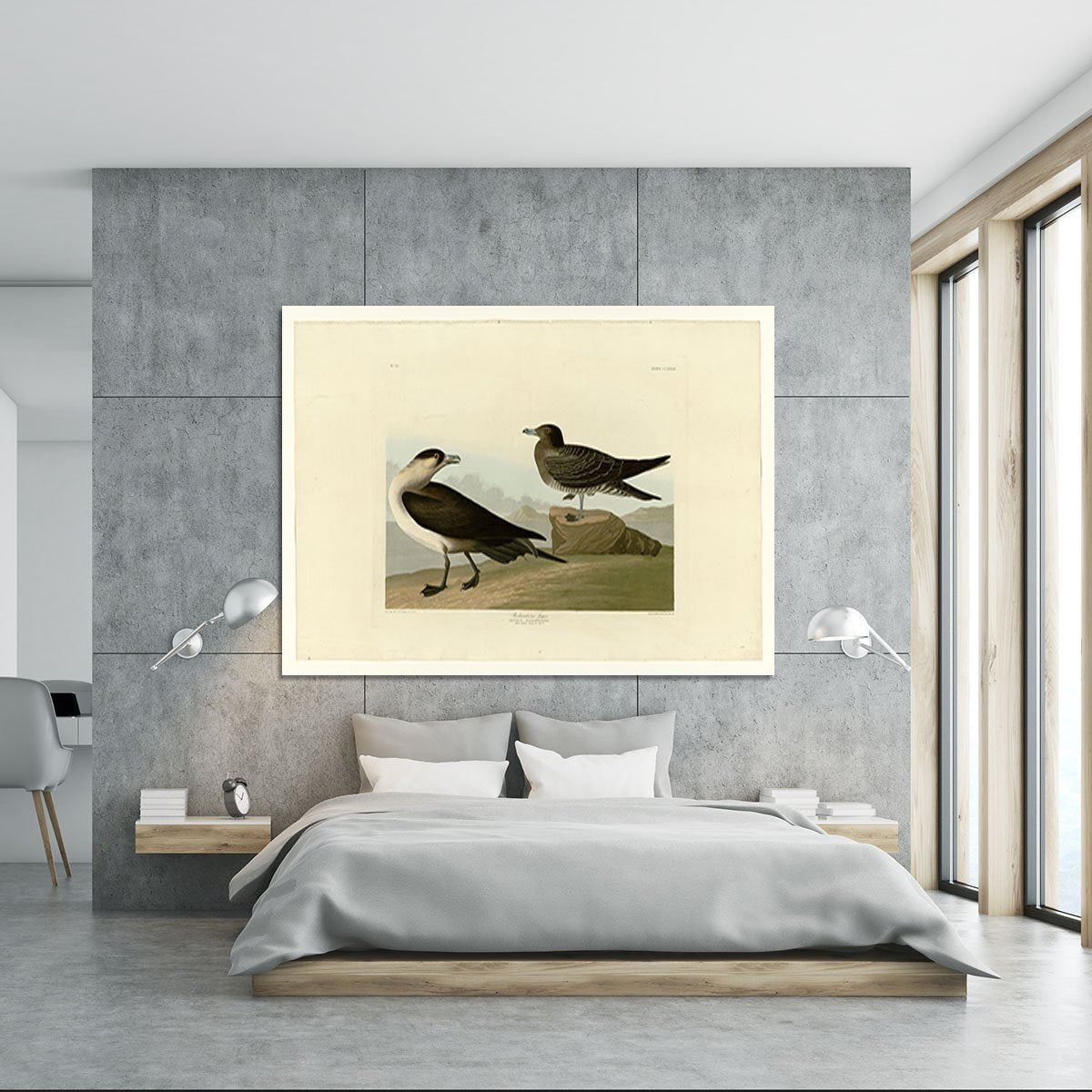 Richardsons Jager by Audubon Canvas Print or Poster