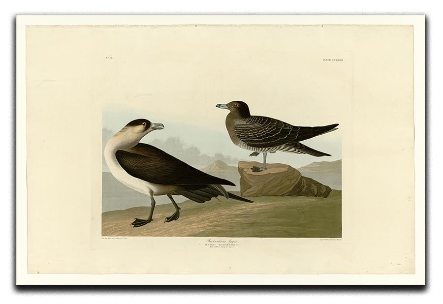 Richardsons Jager by Audubon Canvas Print or Poster - Canvas Art Rocks - 1