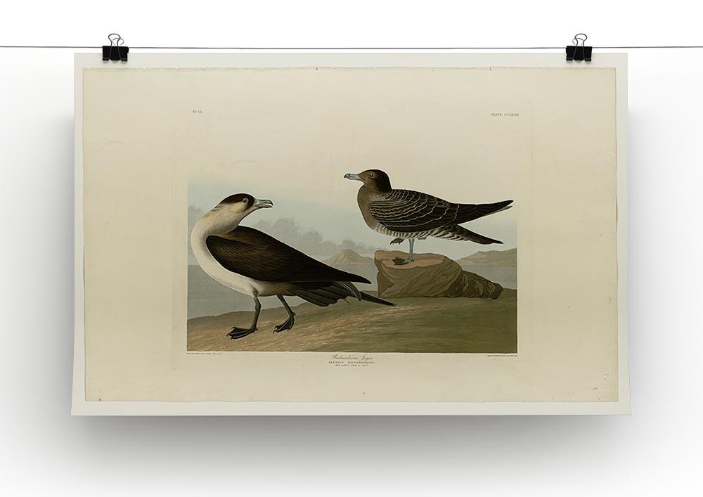 Richardsons Jager by Audubon Canvas Print or Poster - Canvas Art Rocks - 2