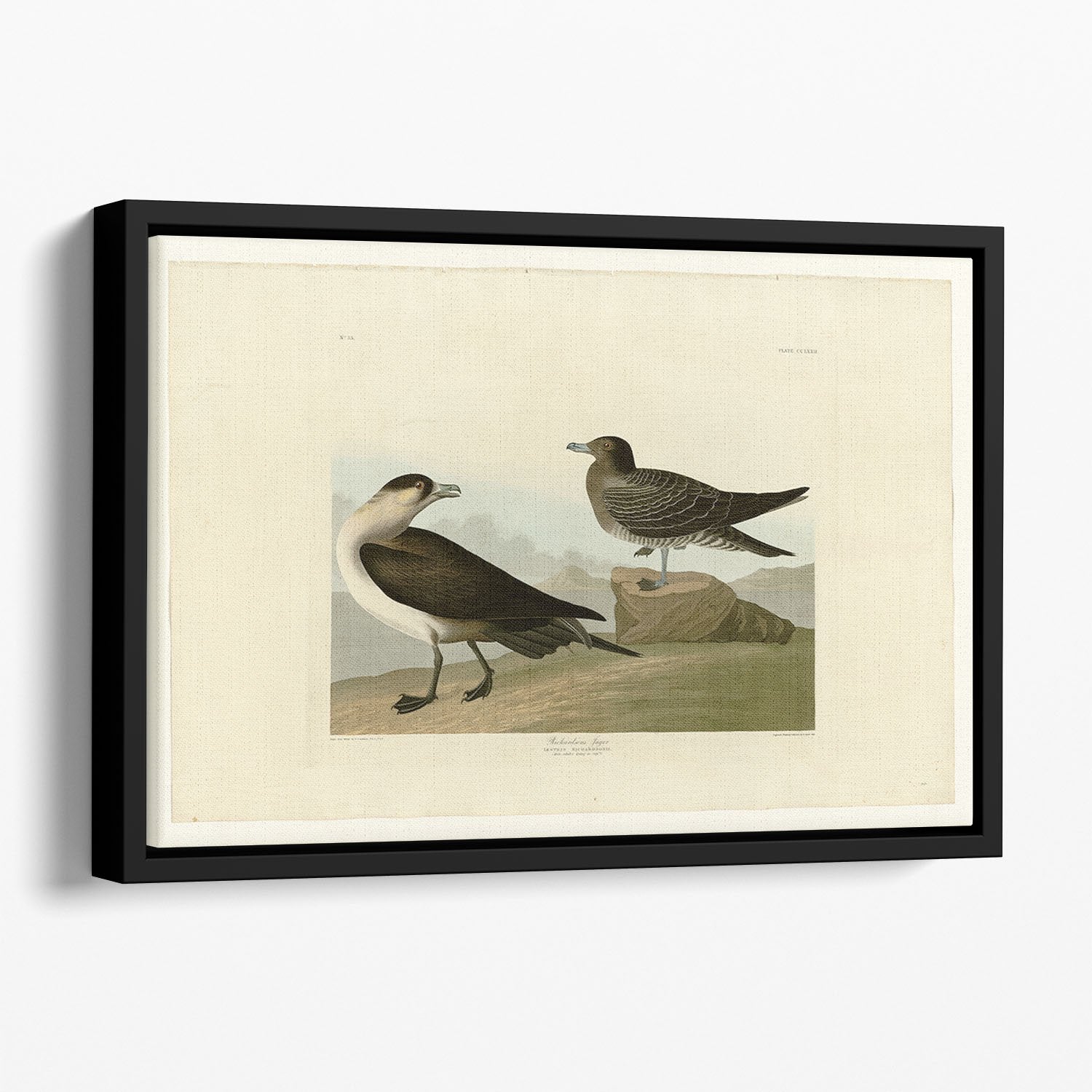 Richardsons Jager by Audubon Floating Framed Canvas