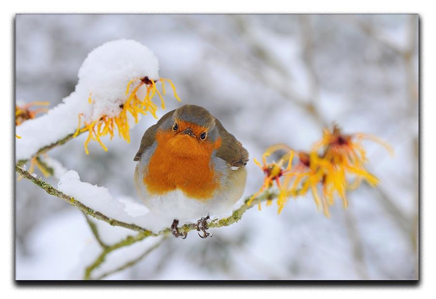 Robin in the Snow Canvas Print or Poster - Canvas Art Rocks - 1