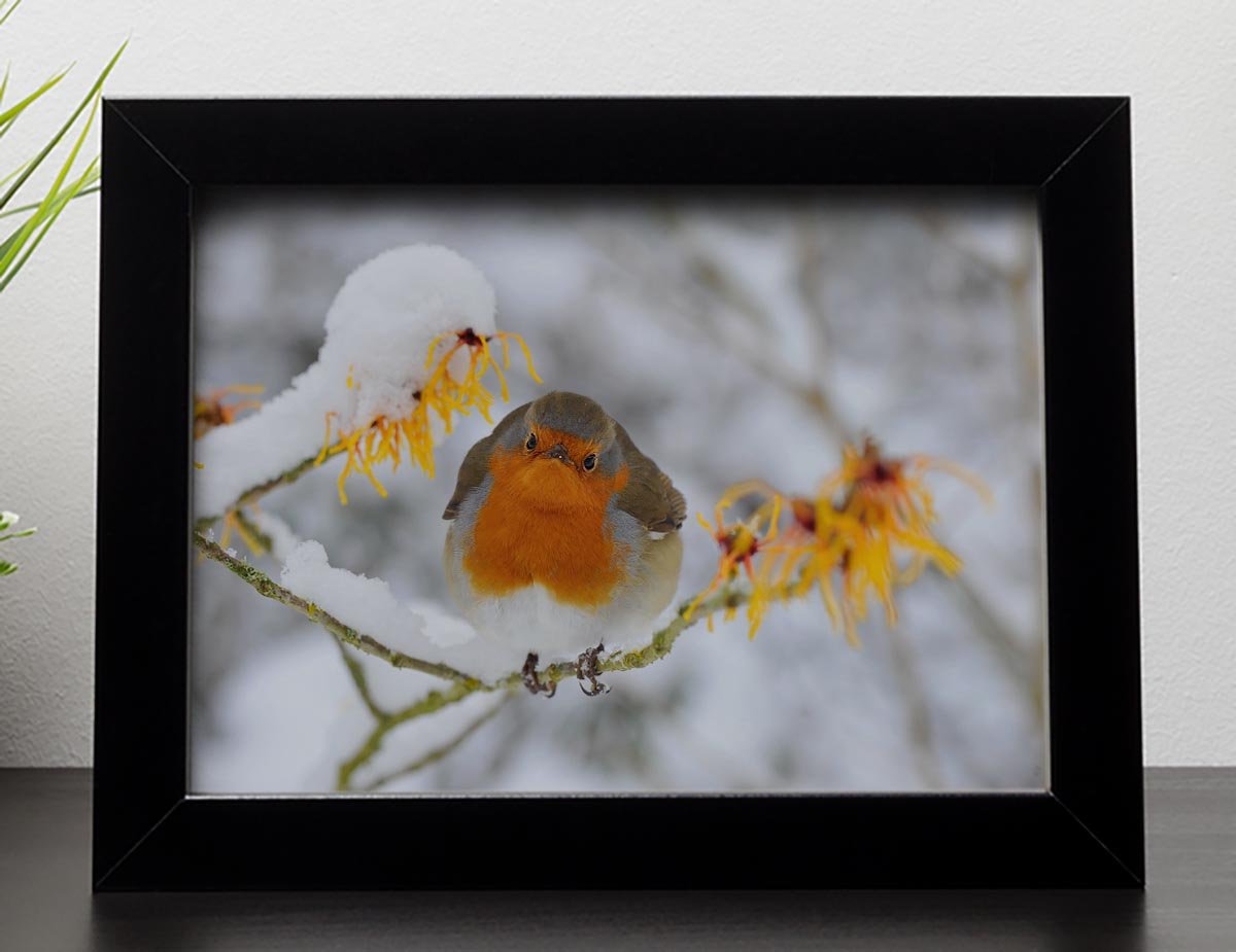 Robin in the Snow Framed Print - Canvas Art Rocks - 2