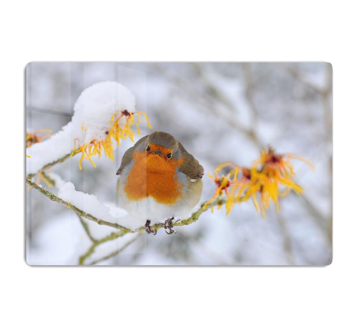 Robin in the Snow HD Metal Print - Canvas Art Rocks - 1
