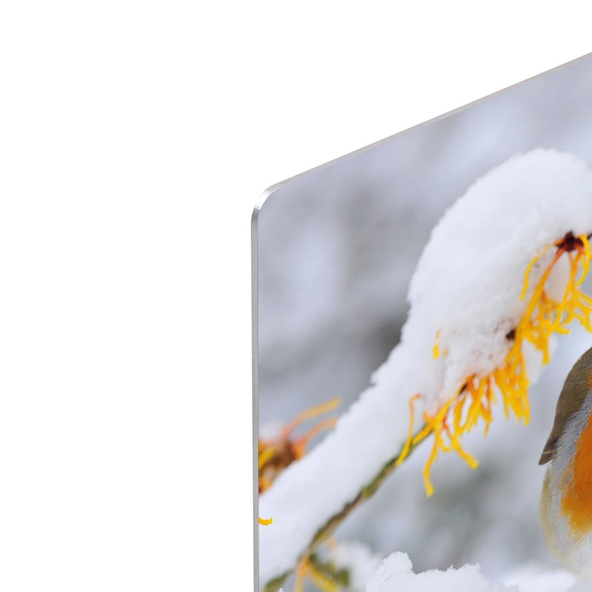 Robin in the Snow HD Metal Print - Canvas Art Rocks - 4