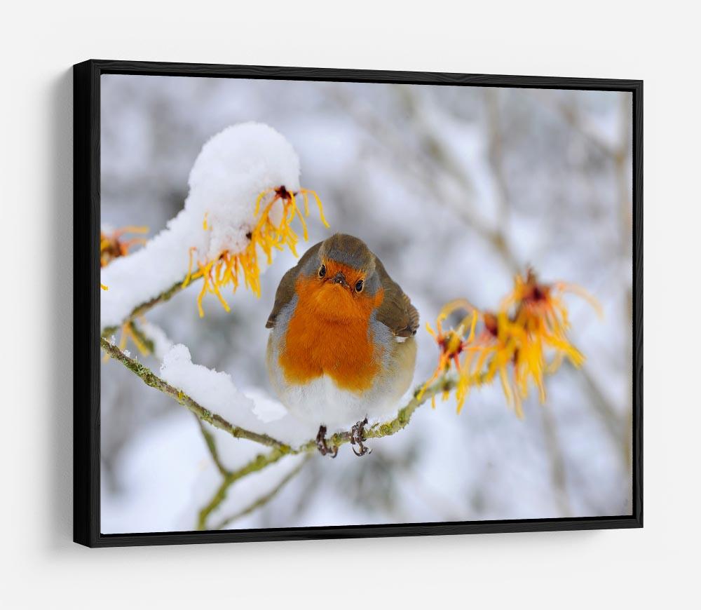 Robin in the Snow HD Metal Print - Canvas Art Rocks - 6