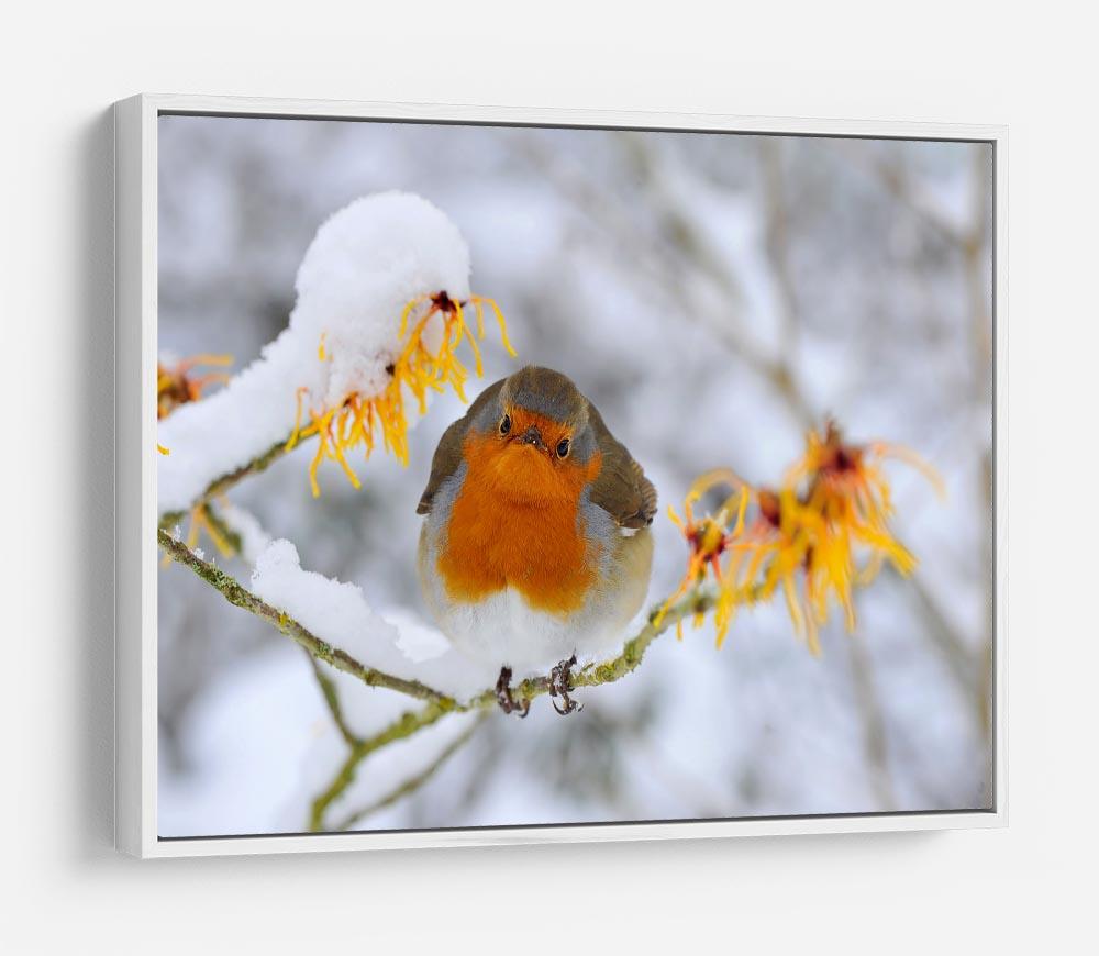 Robin in the Snow HD Metal Print - Canvas Art Rocks - 7