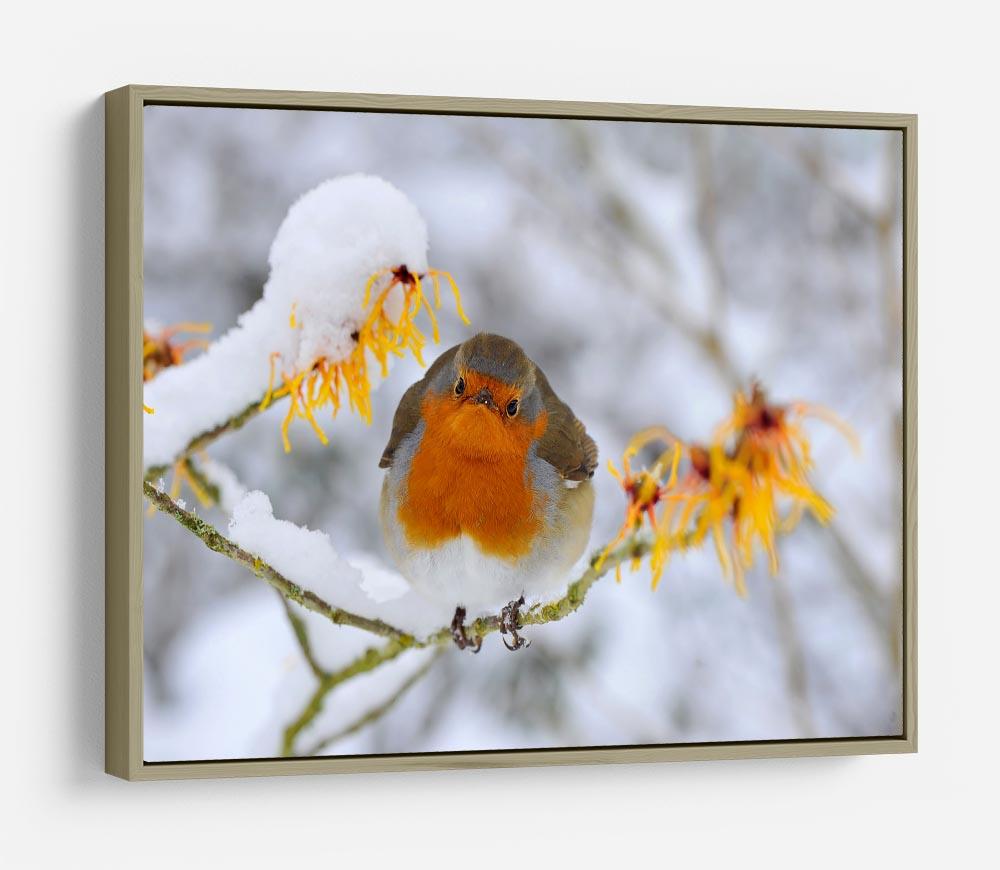 Robin in the Snow HD Metal Print - Canvas Art Rocks - 8