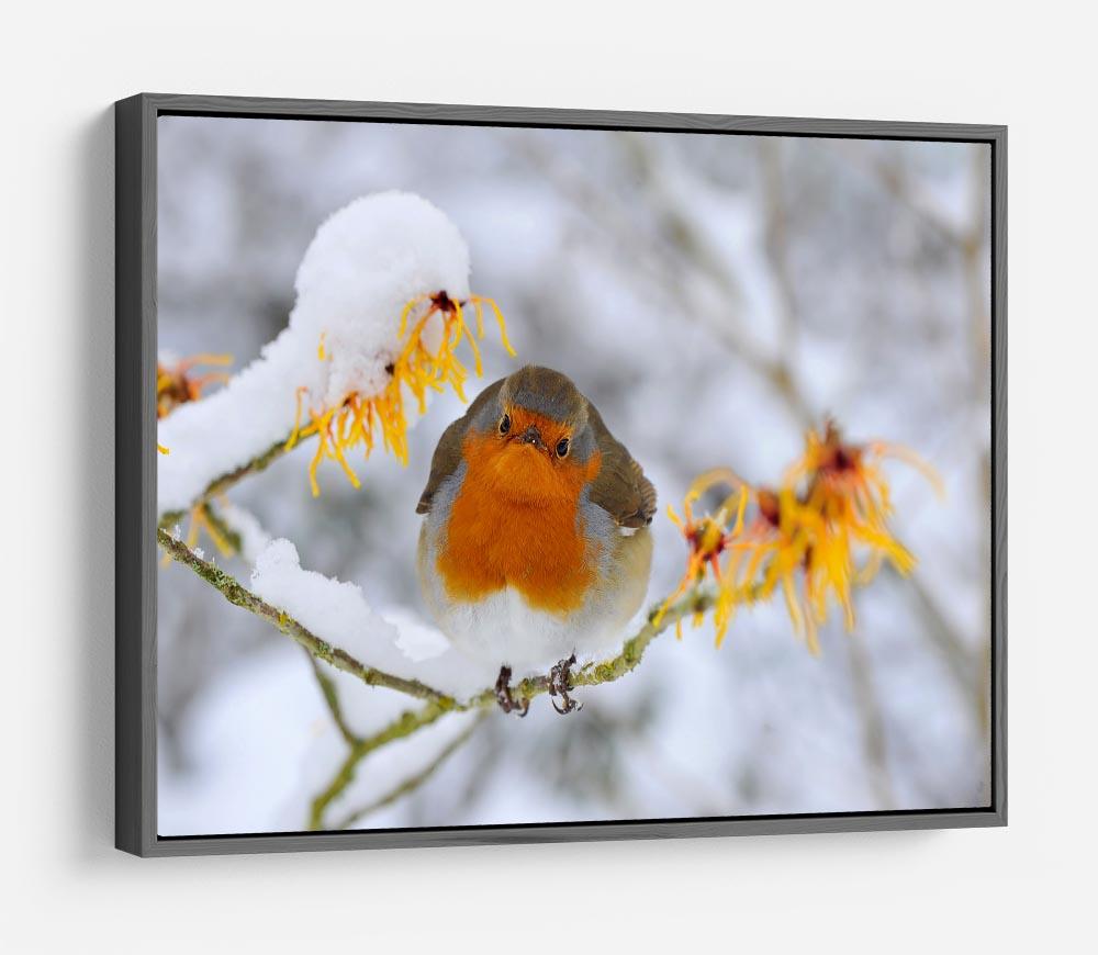 Robin in the Snow HD Metal Print - Canvas Art Rocks - 9