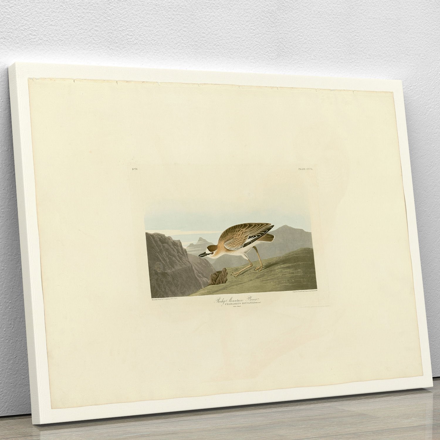 Rocky Mountain Plover by Audubon Canvas Print or Poster