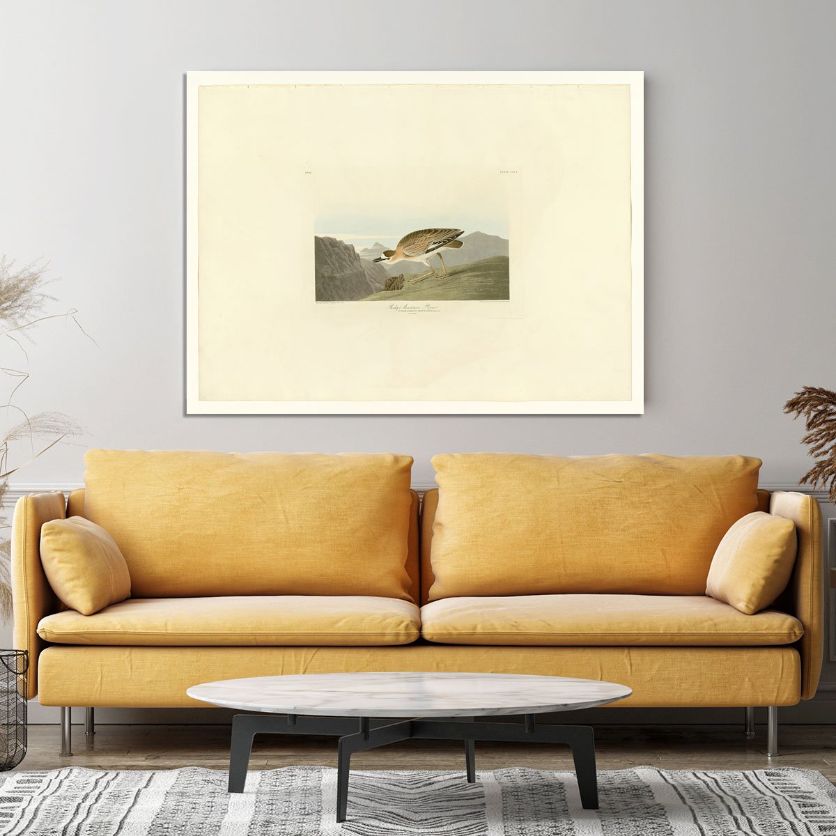 Rocky Mountain Plover by Audubon Canvas Print or Poster
