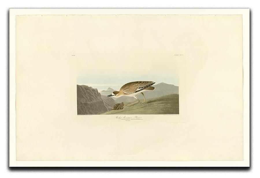 Rocky Mountain Plover by Audubon Canvas Print or Poster - Canvas Art Rocks - 1