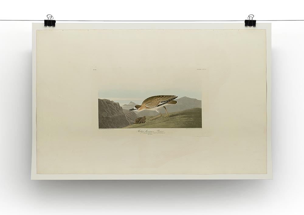 Rocky Mountain Plover by Audubon Canvas Print or Poster - Canvas Art Rocks - 2