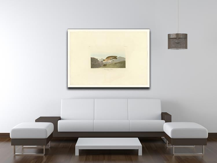 Rocky Mountain Plover by Audubon Canvas Print or Poster - Canvas Art Rocks - 4