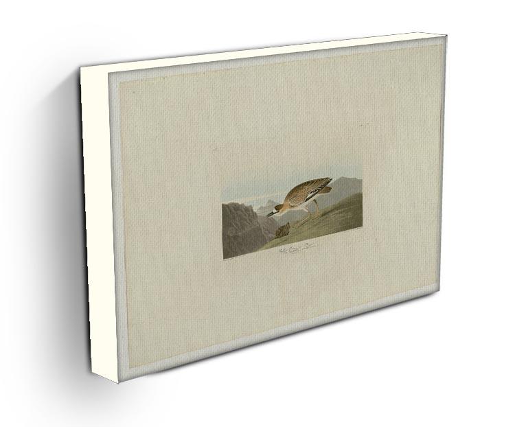 Rocky Mountain Plover by Audubon Canvas Print or Poster - Canvas Art Rocks - 3