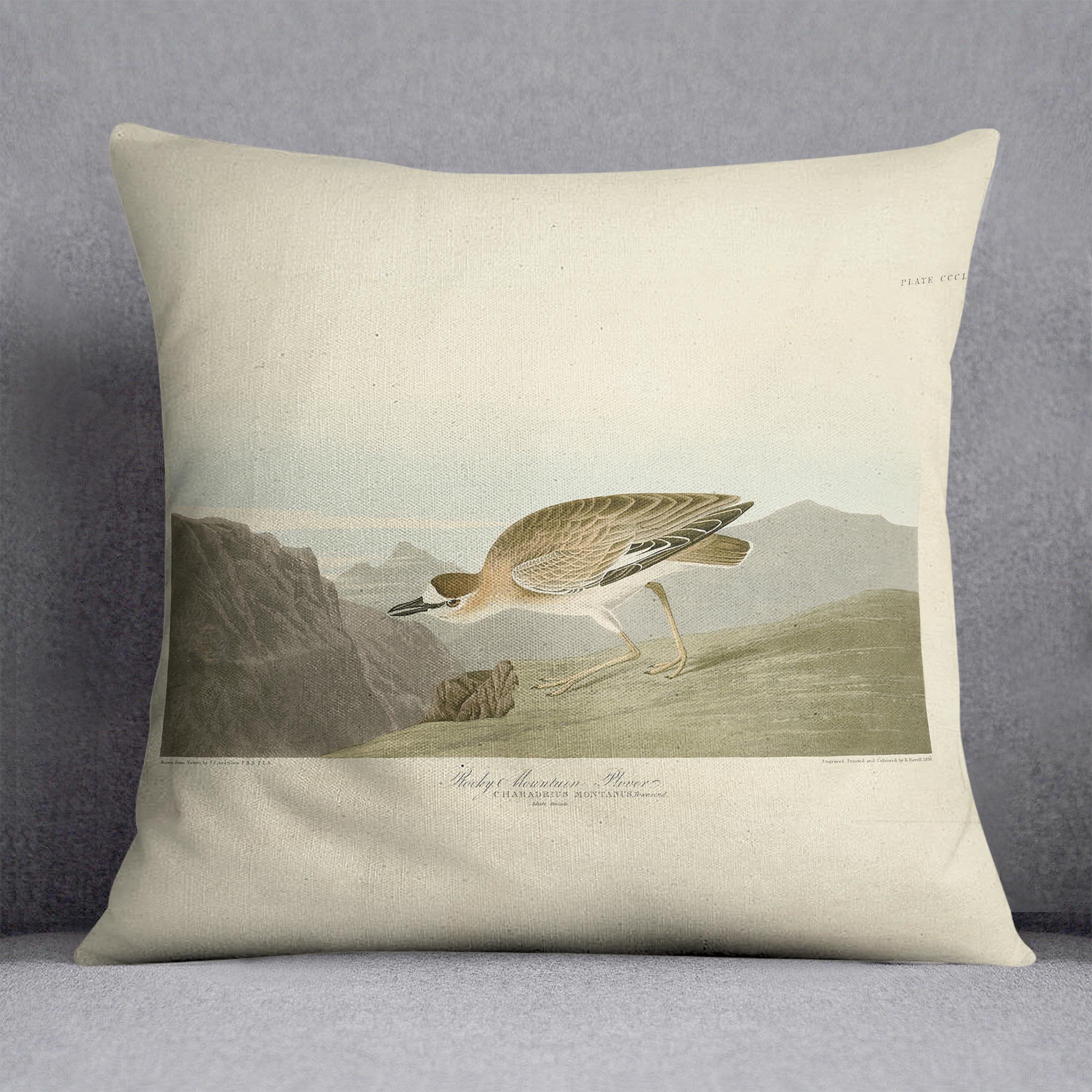 Rocky Mountain Plover by Audubon Cushion