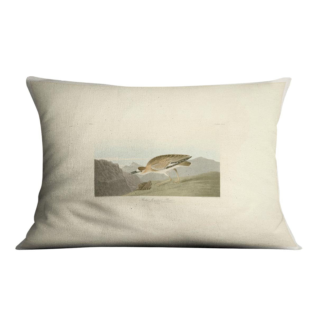 Rocky Mountain Plover by Audubon Cushion