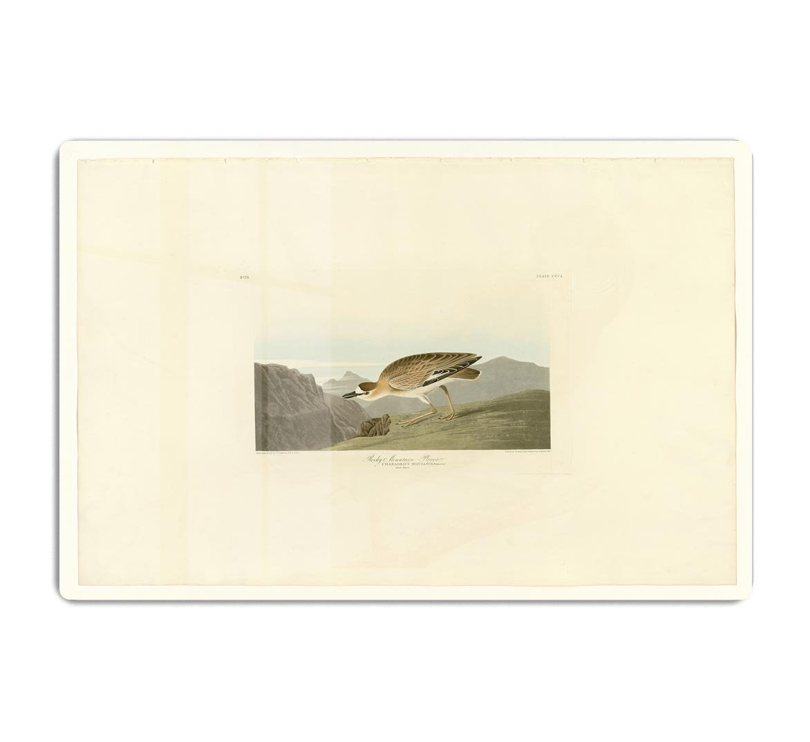 Rocky Mountain Plover by Audubon HD Metal Print - Canvas Art Rocks - 1