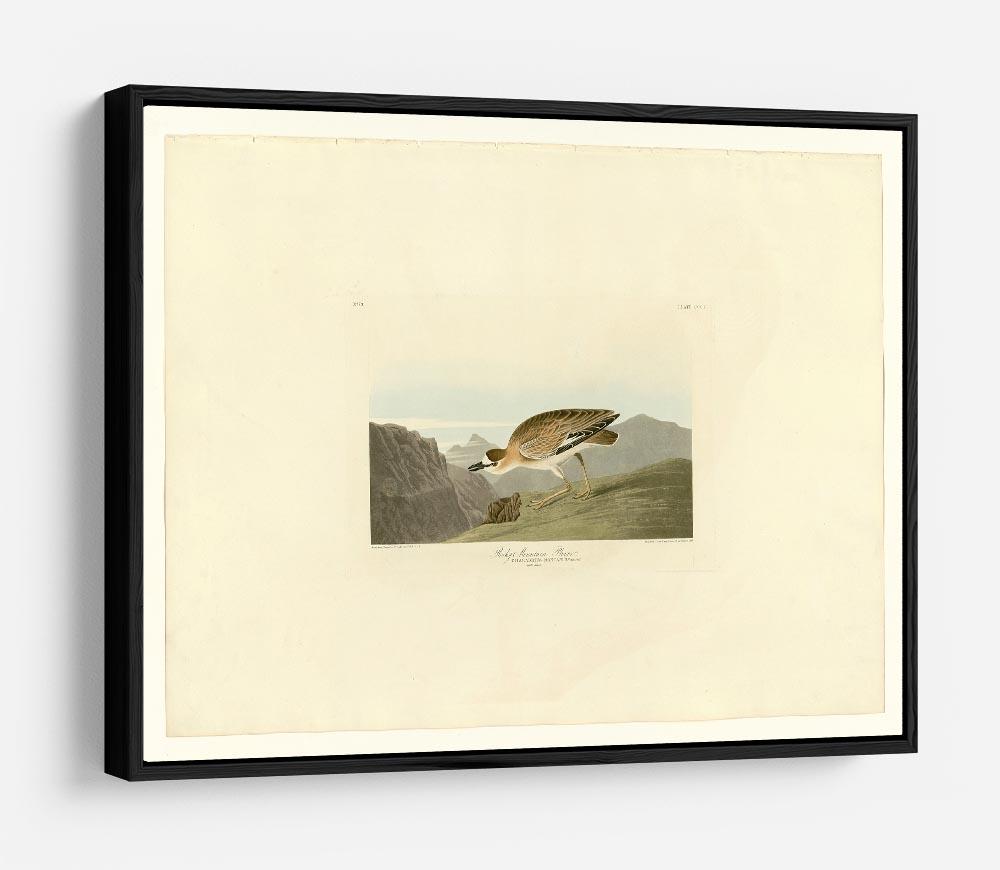 Rocky Mountain Plover by Audubon HD Metal Print - Canvas Art Rocks - 6