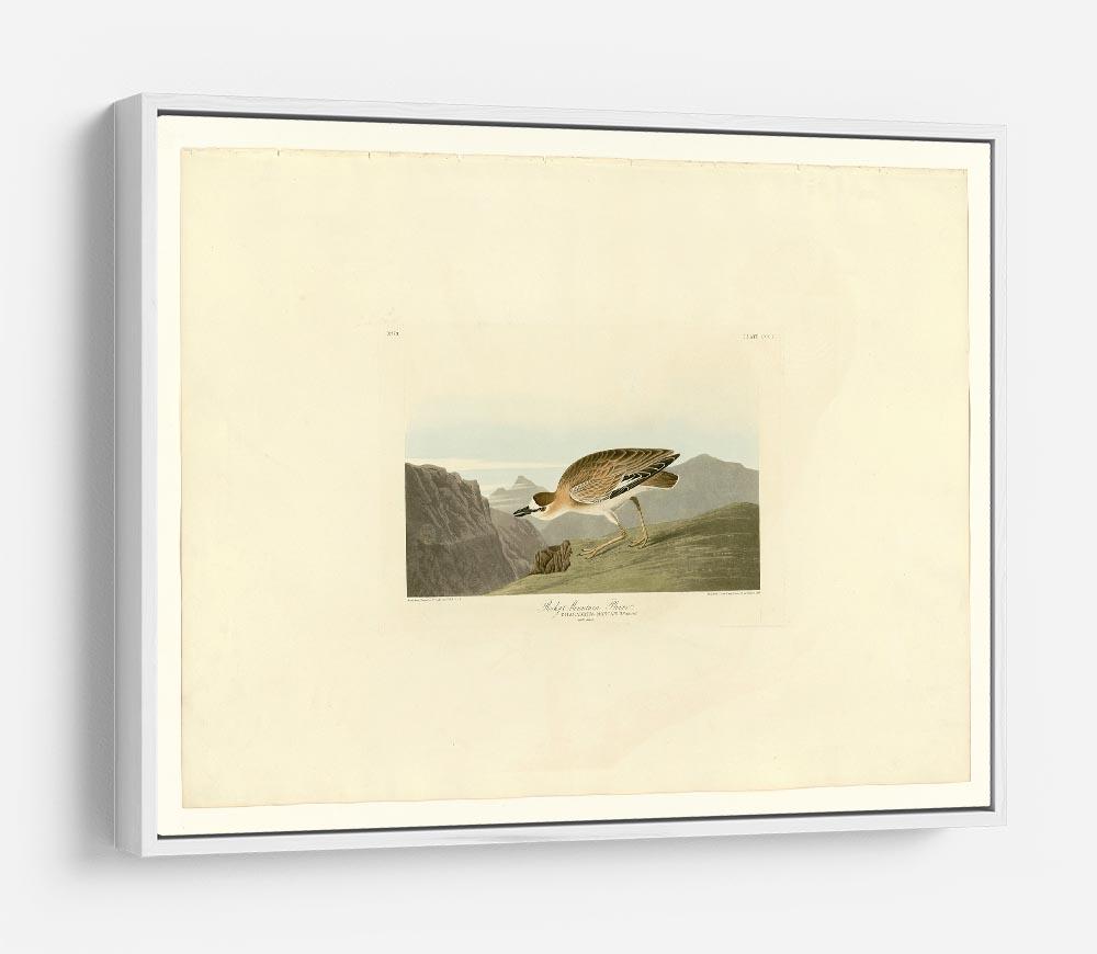 Rocky Mountain Plover by Audubon HD Metal Print - Canvas Art Rocks - 7