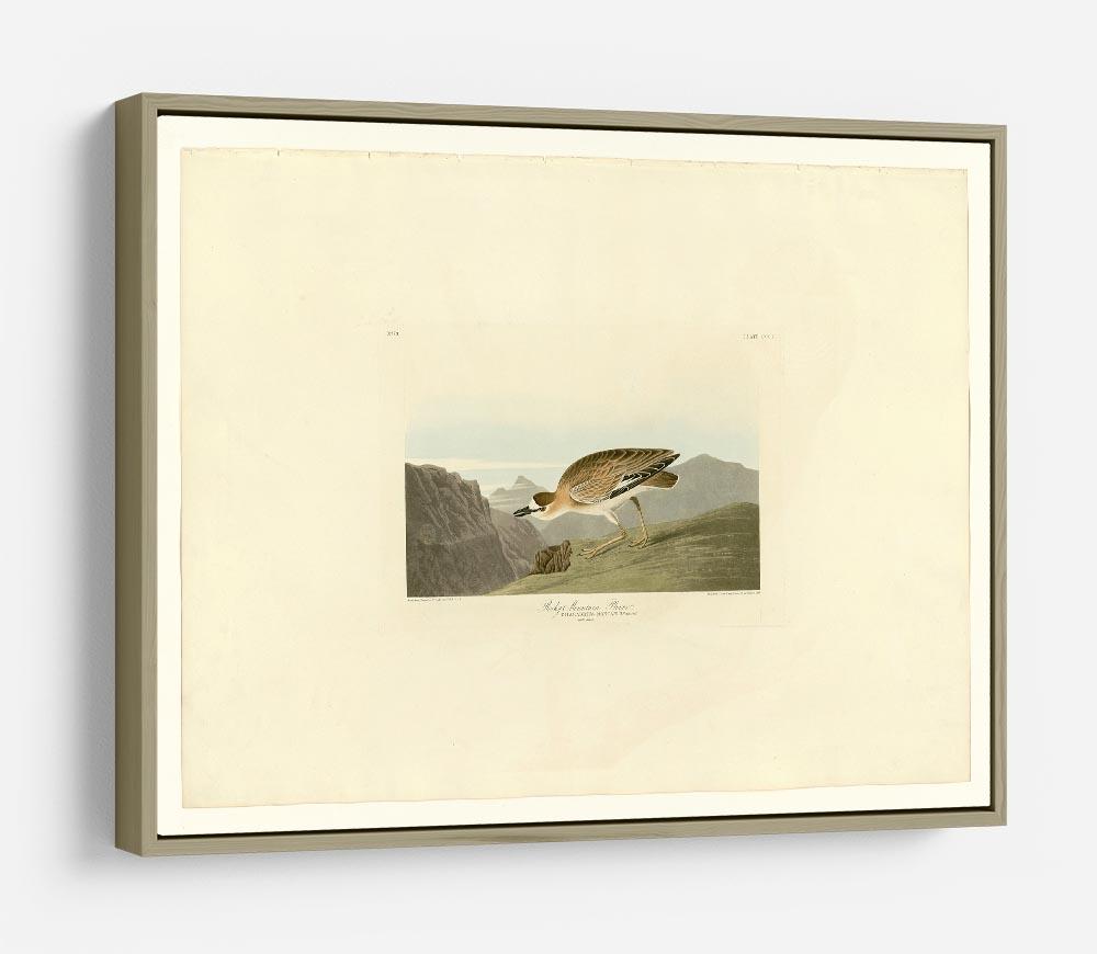 Rocky Mountain Plover by Audubon HD Metal Print - Canvas Art Rocks - 8
