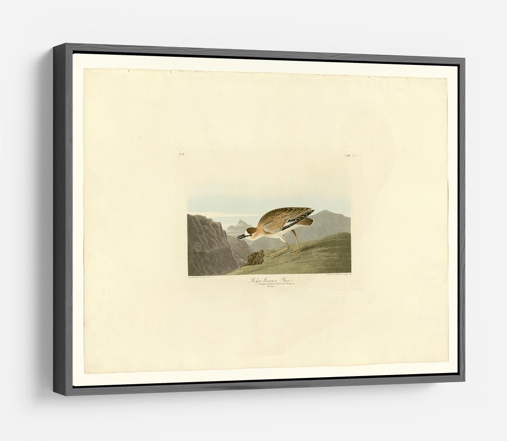 Rocky Mountain Plover by Audubon HD Metal Print - Canvas Art Rocks - 9