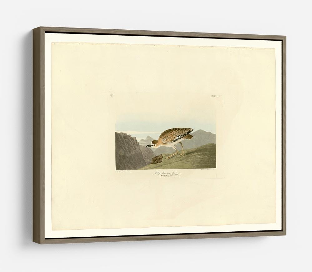 Rocky Mountain Plover by Audubon HD Metal Print - Canvas Art Rocks - 10