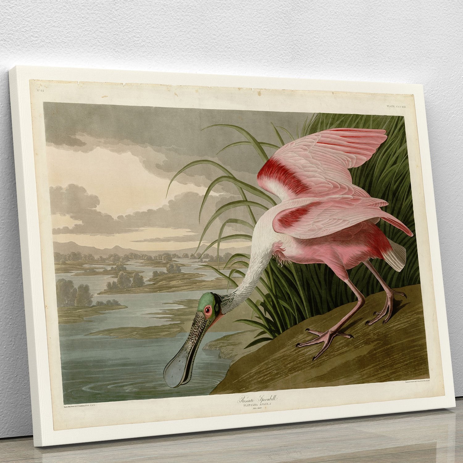 Roseate Spoonbill by Audubon Canvas Print or Poster