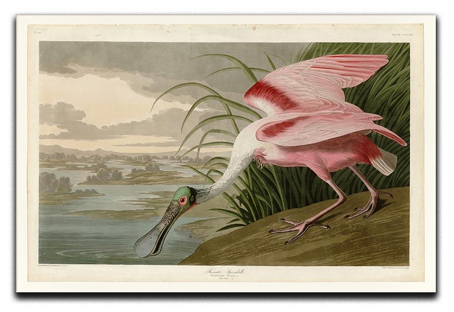 Roseate Spoonbill by Audubon Canvas Print or Poster - Canvas Art Rocks - 1