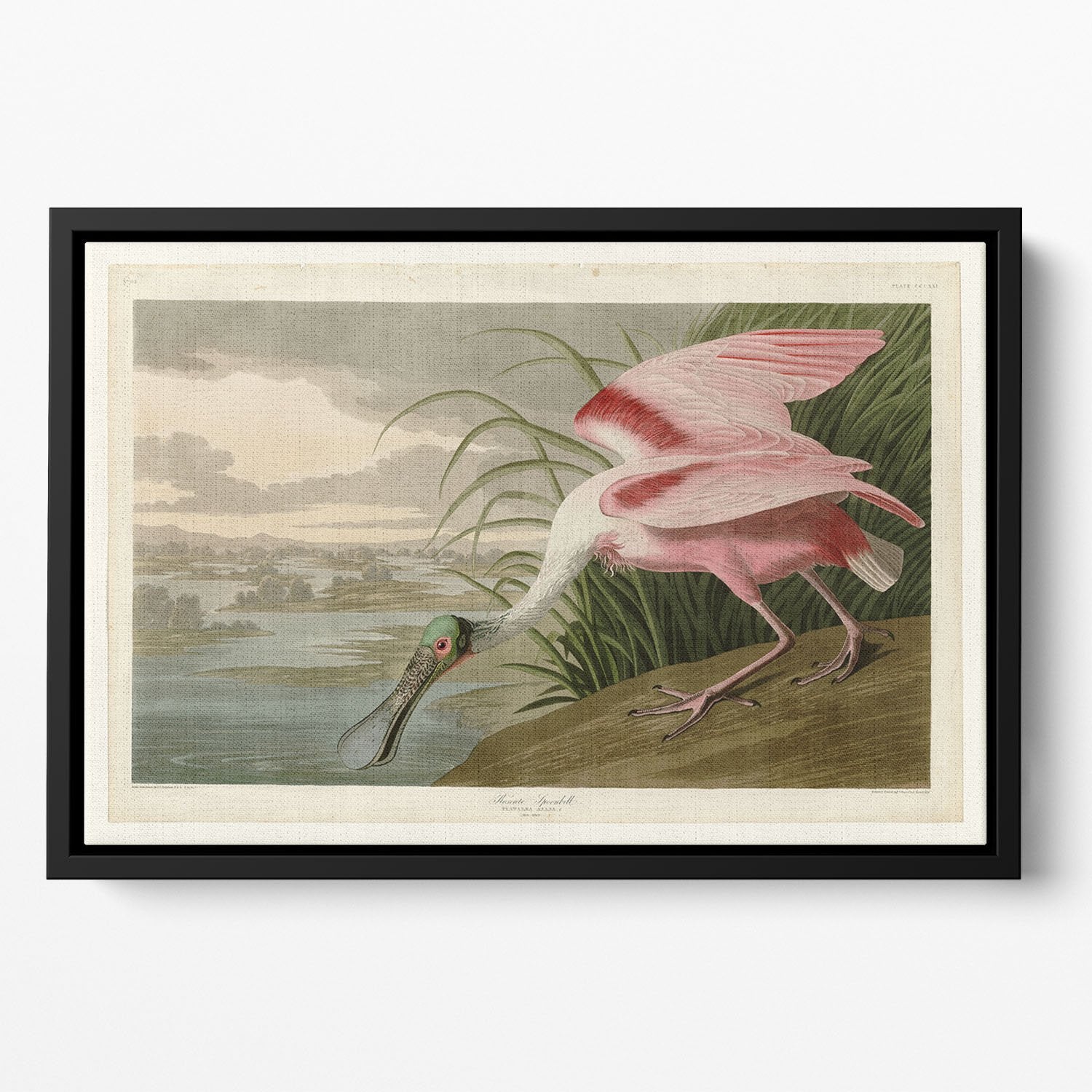 Roseate Spoonbill by Audubon Floating Framed Canvas