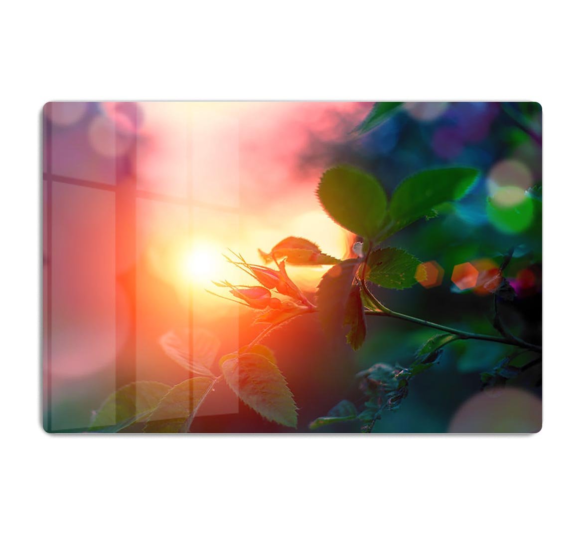 Rosebuds at sunset HD Metal Print