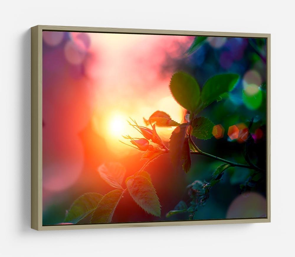 Rosebuds at sunset HD Metal Print