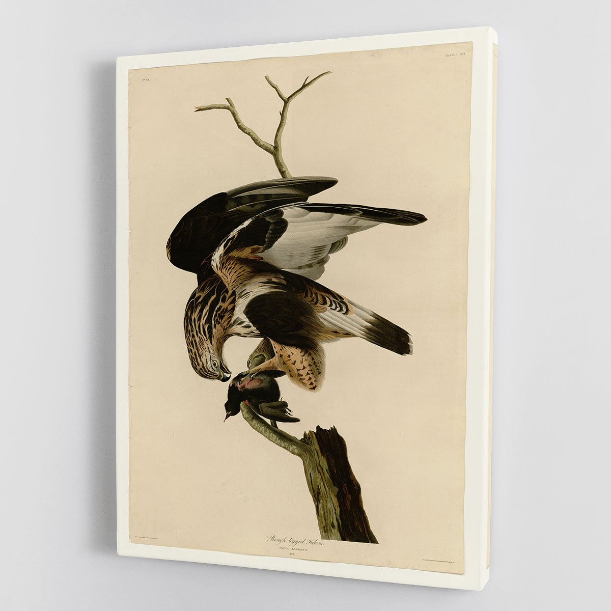 Rough legged Falcon by Audubon Canvas Print or Poster