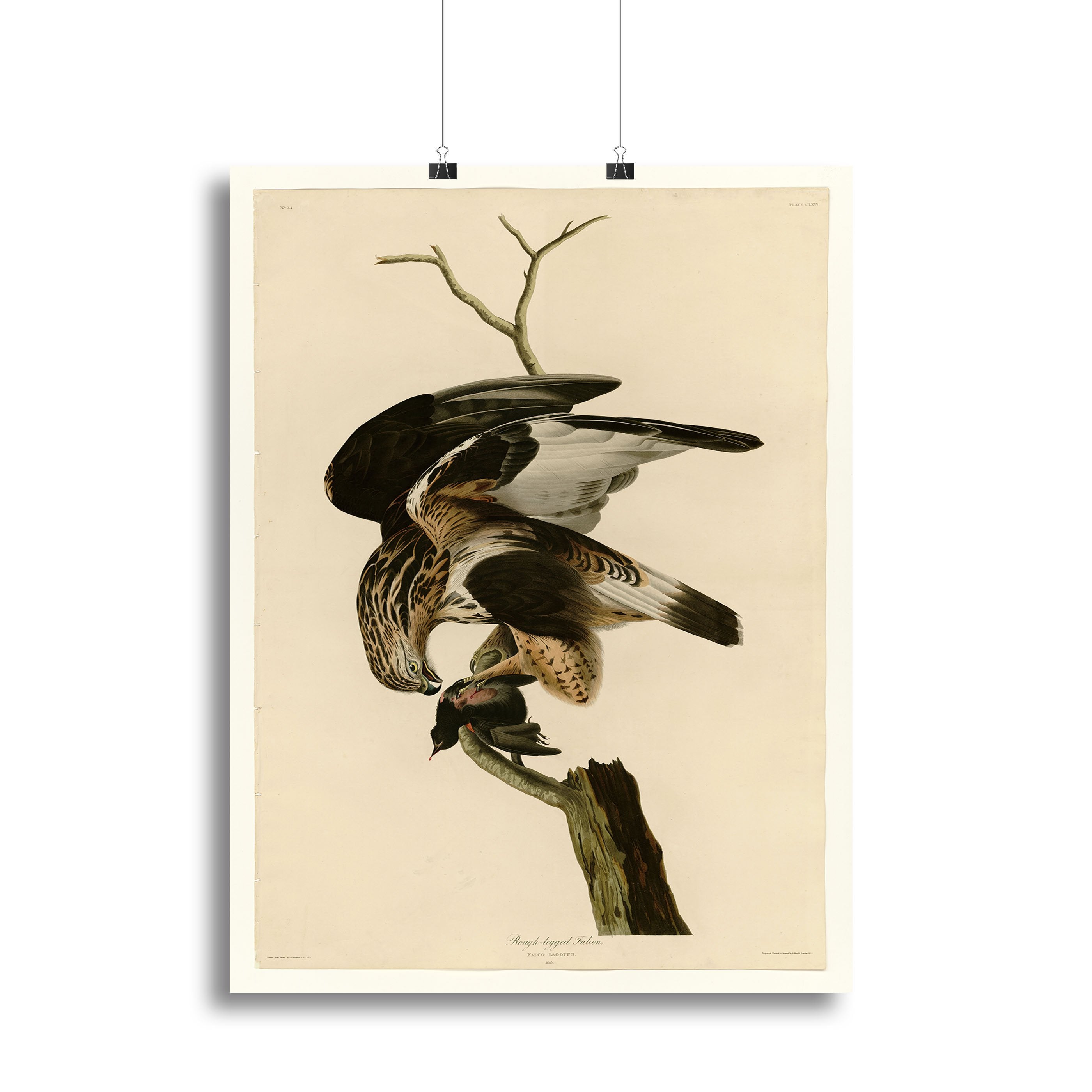 Rough legged Falcon by Audubon Canvas Print or Poster