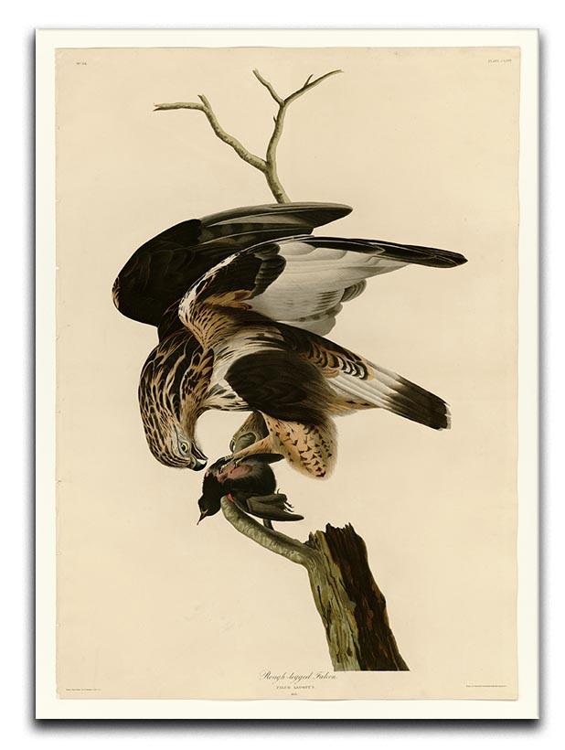 Rough legged Falcon by Audubon Canvas Print or Poster - Canvas Art Rocks - 1