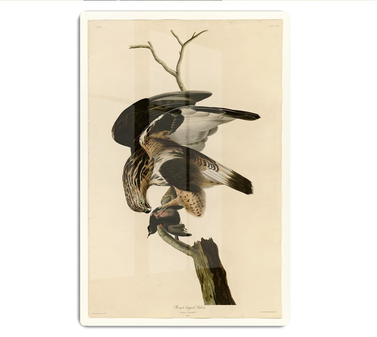 Rough legged Falcon by Audubon HD Metal Print - Canvas Art Rocks - 1