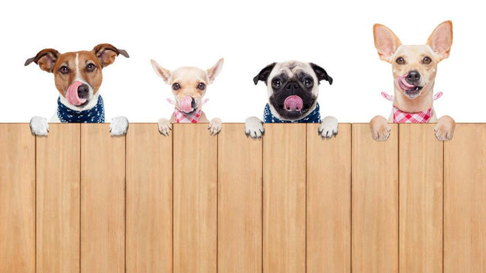 Row of dogs as a group or team Wall Mural Wallpaper