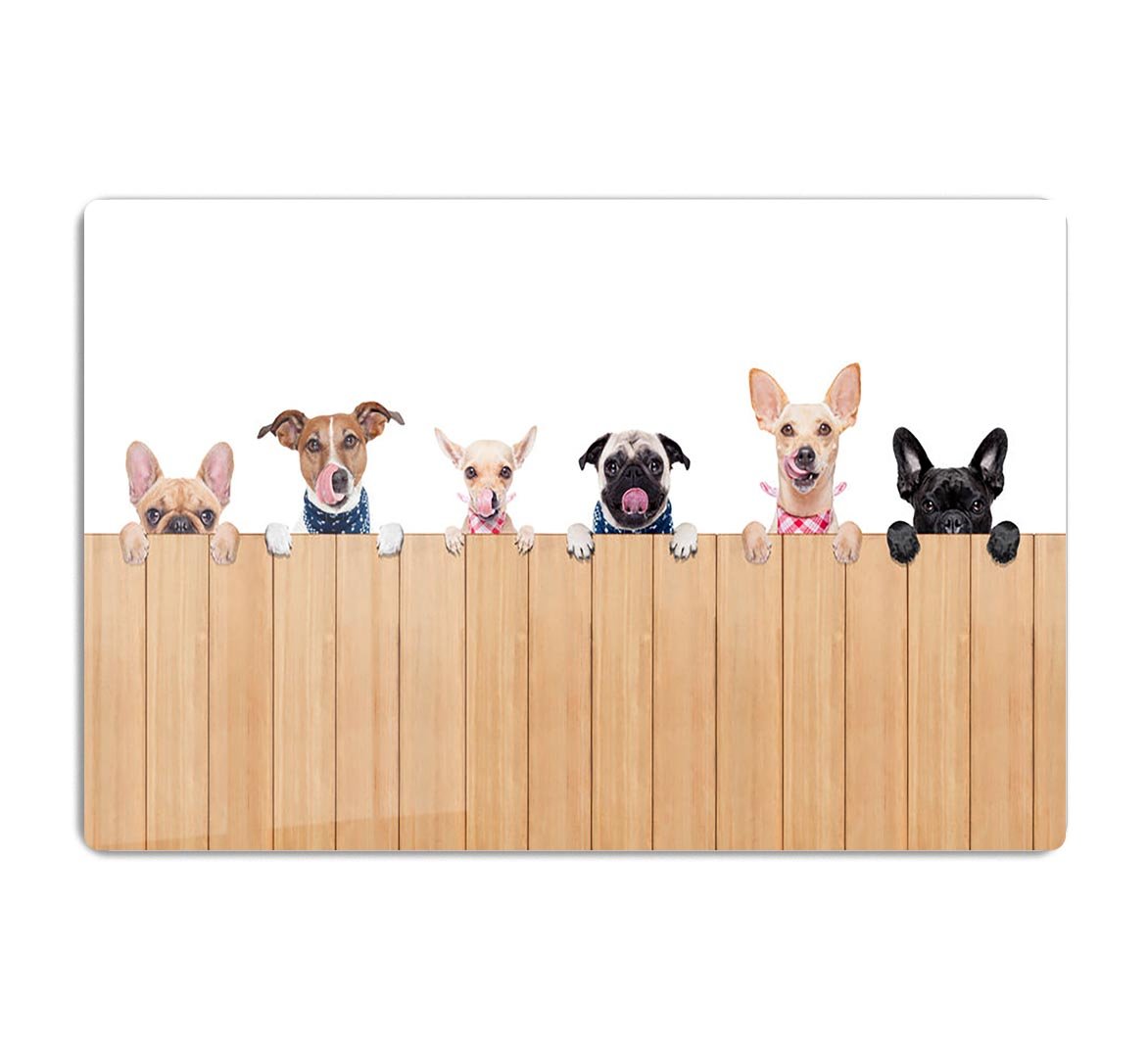 Row of dogs as a group or team all hungry HD Metal Print - Canvas Art Rocks - 1