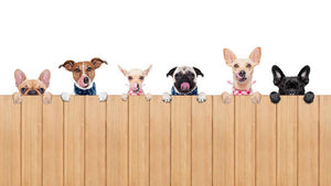 Row of dogs as a group or team all hungry Wall Mural Wallpaper - Canvas Art Rocks - 1