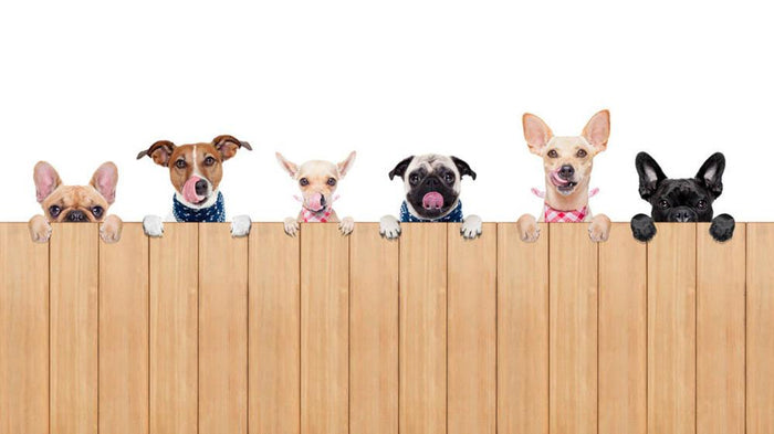 Row of dogs as a group or team all hungry Wall Mural Wallpaper