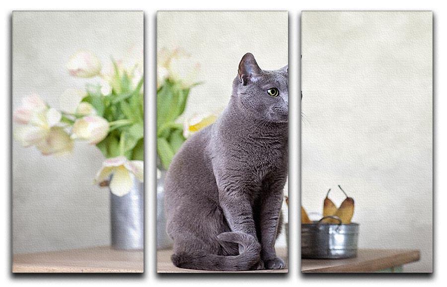 Russian Blue cat sitting on table with pears and tulips 3 Split Panel Canvas Print - Canvas Art Rocks - 1